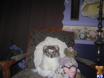 Pomeranian Puppies for Sale