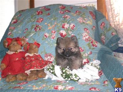 Pomeranian Puppies for Sale