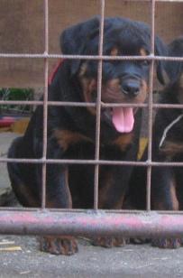 Puppies in IN