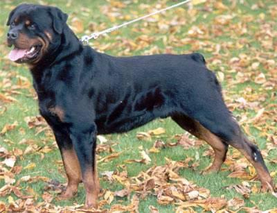 Dogs - Rottweiler