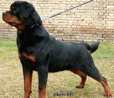 Rottweiler Puppies in IN