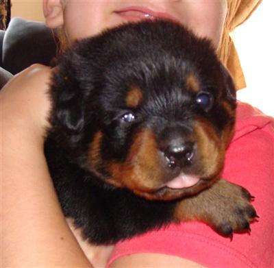 Puppies in IN