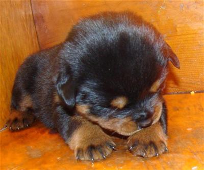 Puppies in IN