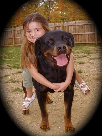 Rottweiler Puppies in IN