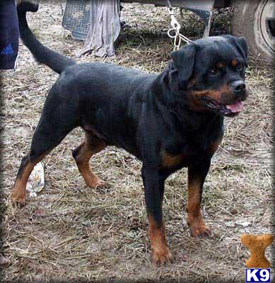 Rottweiler Puppies in IN