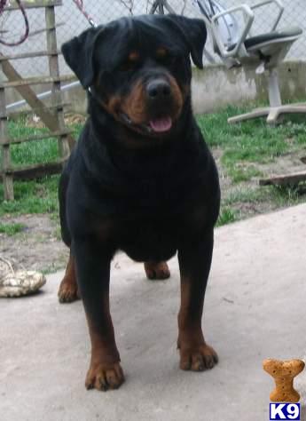 Dogs for Sale in IN