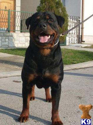 Rottweiler Puppies in IN