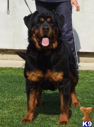 Rottweiler Puppies in IN