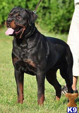 Rottweiler Puppies in IN