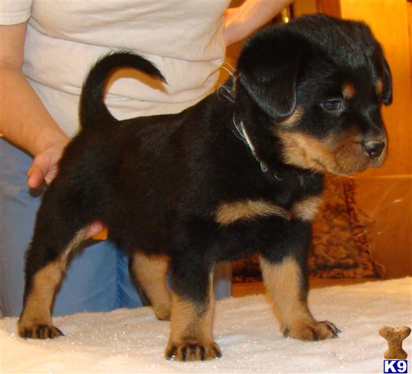 Rottweiler Puppies
