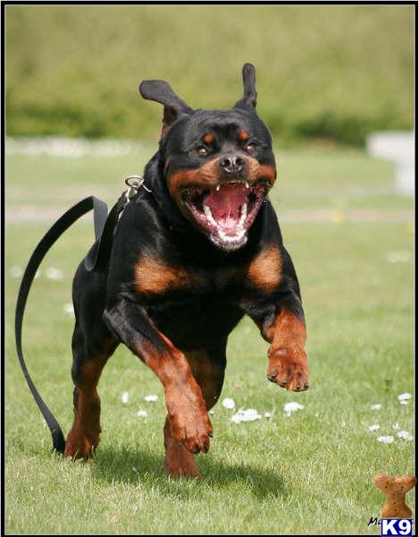 Rottweiler Puppies