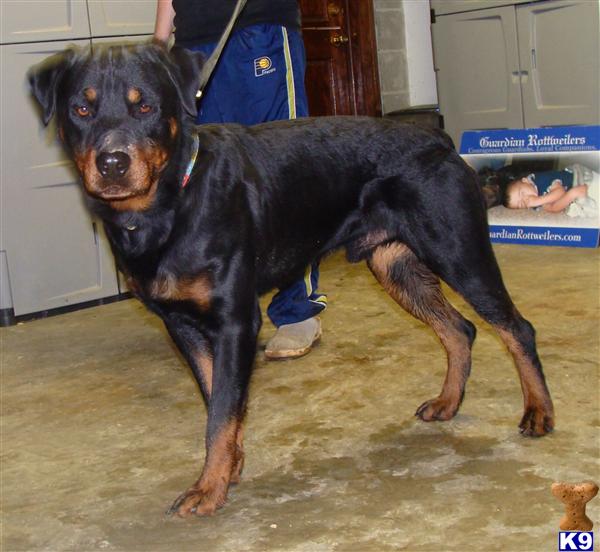 Rottweiler Puppies