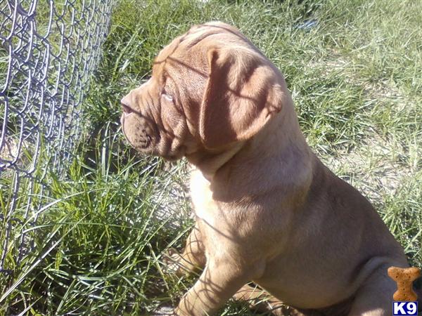 Dogue+de+bordeaux+puppies+for+sale+in+texas