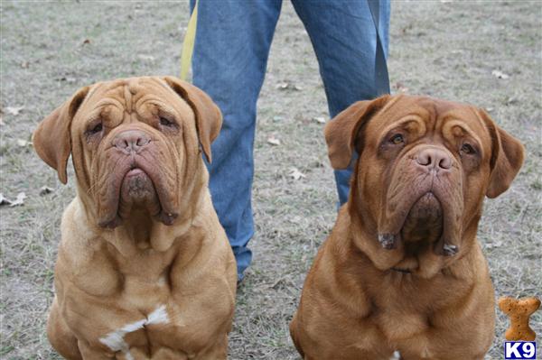 Dogue De Bordeaux Puppies