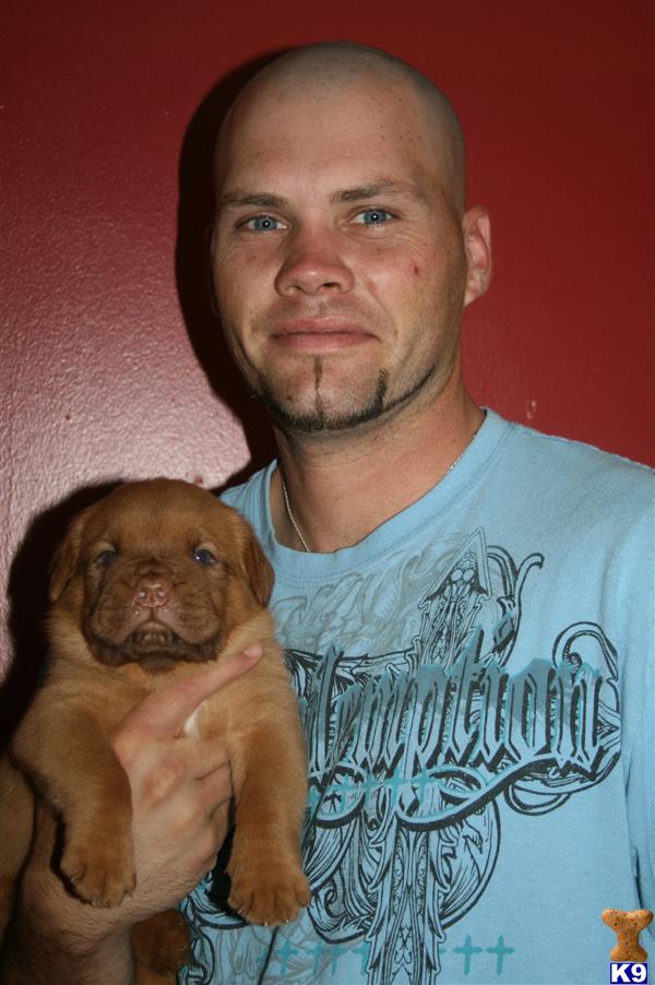 Dogue De Bordeaux Puppies in TX