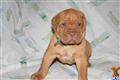 Dogue De Bordeaux