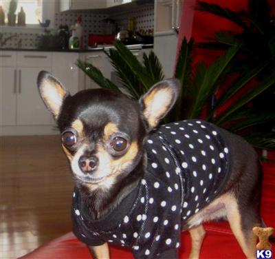 Stud Dogs - Chihuahua