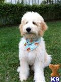 Goldendoodles
