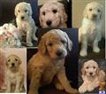 Goldendoodles