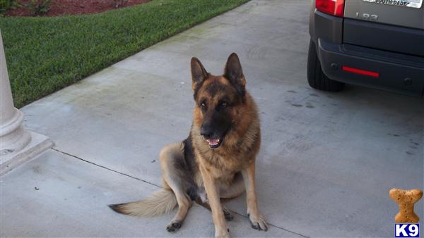 Dogs for Sale in FL