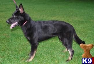 Dogs for Sale in PA