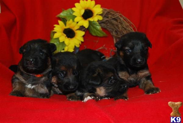 Puppies in Chambersburg