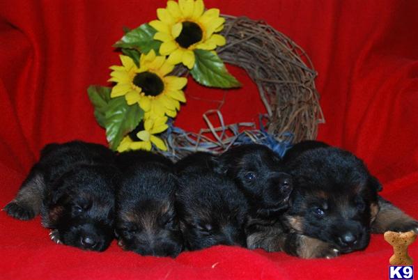 Puppies in Chambersburg