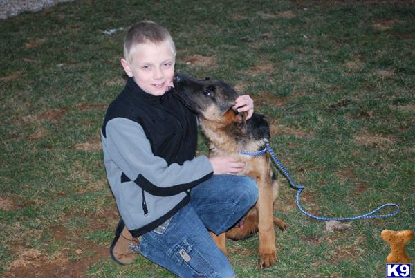 Puppies in Chambersburg