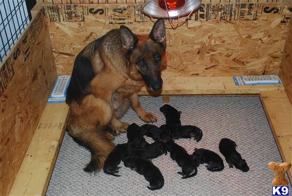 German Shepherd Puppies