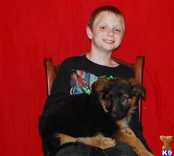 Puppies in Chambersburg