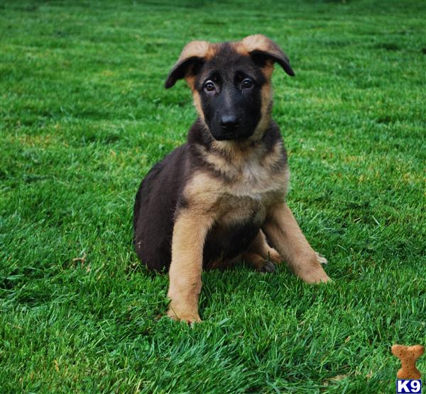 Puppies in Chambersburg