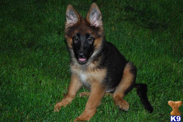 Puppies in Chambersburg