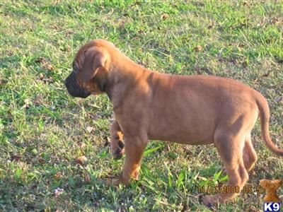Puppies in AL