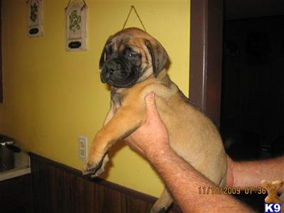 Puppies in AL