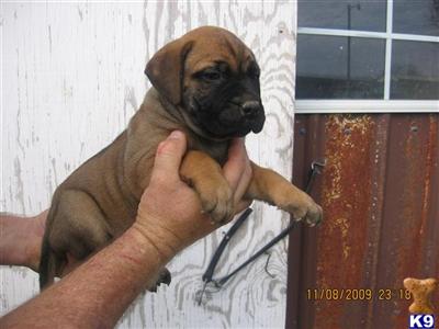 Puppies in AL