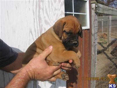 Puppies in AL