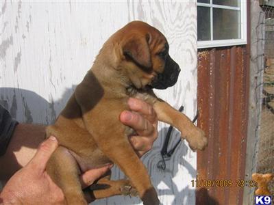 Puppies in AL