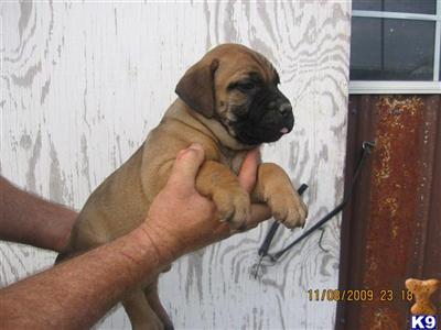 Puppies in AL