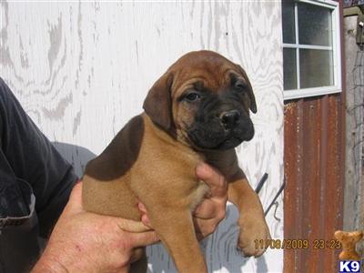 Puppies in AL