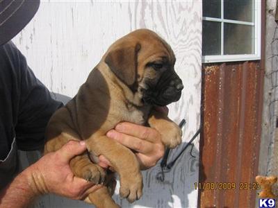Bullmastiff Puppies for Sale