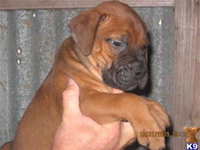 Puppies in AL