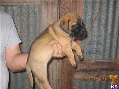 Puppies in AL