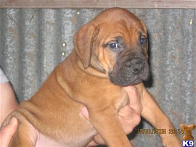 Puppies in AL