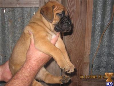 Puppies in AL