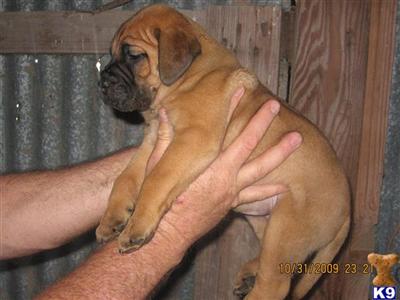 Puppies in AL