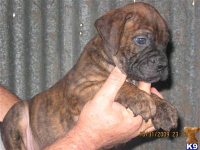 Puppies in AL