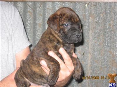 Puppies in AL