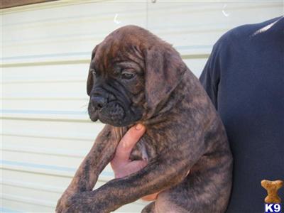 Puppies in AL