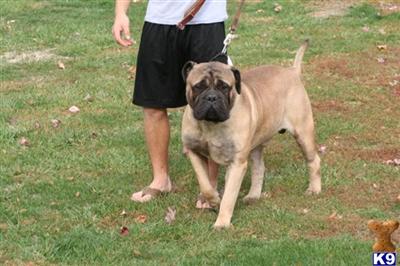 Stud Dogs - Bullmastiff