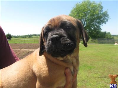 Puppies in AL